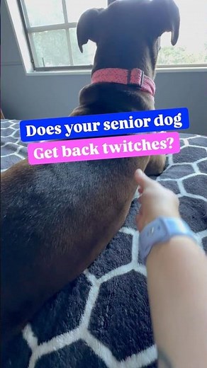 Does your senior dog get back twitches?