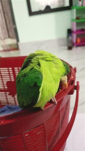 #BabyPlumHeadedParrot 🐦 Cute Baby Plum Headed Parrot Moments 😍 #Parrot #Shorts #Viral