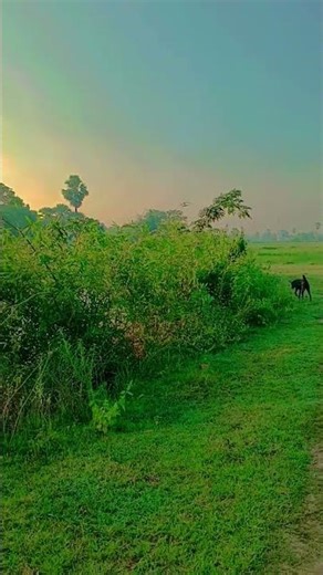 मेरा गाँव 🥰❣️#zarooratrishta#ytshorts #trending #trendingshorts #love #lovestatus #viral #yt #farmer