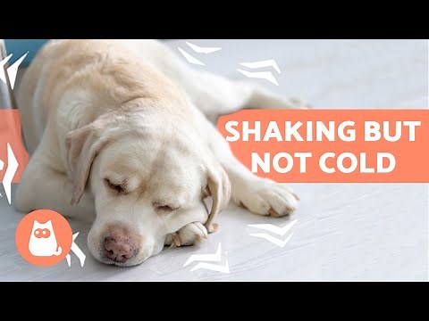 My DOG Is SHAKING While AT REST 🐶 7 Causes of Trembling in Dogs