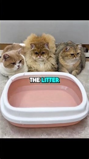 Cat Got Magnetic Surprise😍❤️