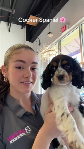 Meet Penny the Cocker Spaniel Puppy