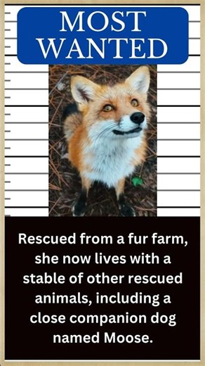 FOX Hall of Fame: Meet JUNIPER, the Happiest Fox 🦊