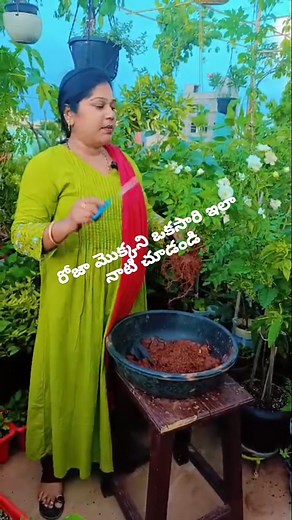 10K views · 1.7K reactions | Rose plant care . . #royalgardenkumari #plants #plantsofinstagram #gardentips #reelsinstagram #rose #roseplant #ᴇxᴘʟᴏʀᴇʀᴇᴇʟs #ᴇxᴘʟᴏʀᴇɪɴᴅɪᴀ #growgreen #viralreeĺs #viralviděos | Kumari Sarath Putta | Facebook