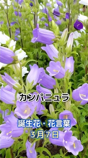 カンパニュラ 3月7日の誕生花 花言葉