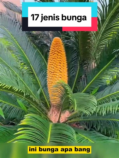 17 Jenis Bunga yang Paling Cantik di Indonesia
