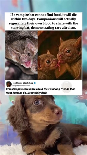 Vampire Bats vs Humans: Beautiful Dark Loyalty 🤯 #funny #memes #pets