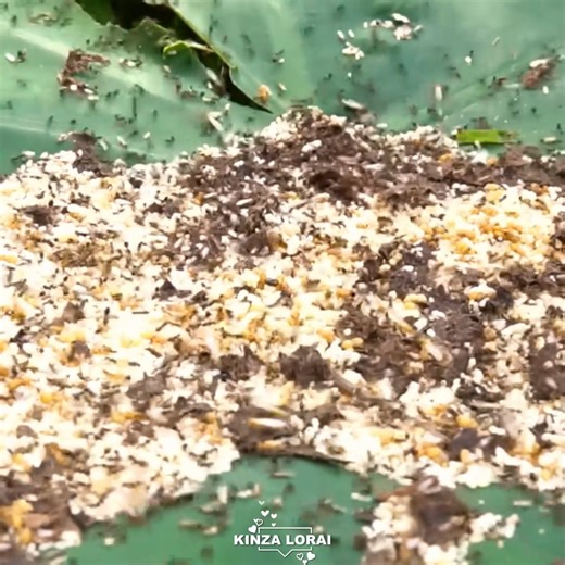 ASMR Survival in Stone Cabins – 10 Days Alone #asmrcamping #primitive #survival | Kinza lorai