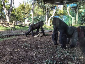 VIDEO: This Is What Happens When A Snake Invades The Gorilla Exhibit At (The Primates Are Real Scared)