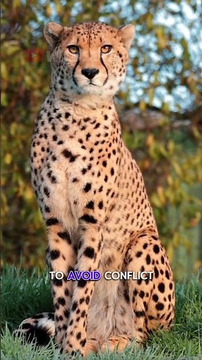 This Wild Killer Cheetah Won’t Attack You… Here’s Why!