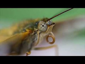 Wormy close-up but it’s actually a butterfly