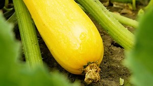 How To Grow And Care For Squash