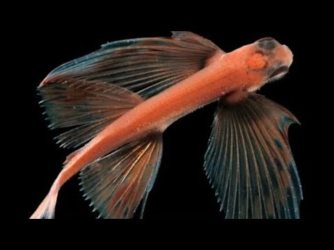 PEIXES VOADORES - Conheça algumas espécies de peixes voadores | Natureza Viva