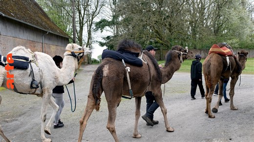 Re: Kamele für Europa - Die ganze Doku