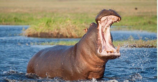 Hippo Size: Just How Much Does a Hippo Weigh?