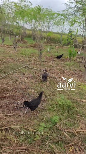 How to Start Native Chicken Farming Business with Little Capital? 🐓 | Aarvi Farm