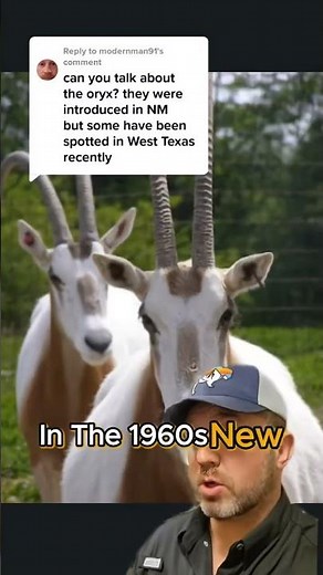 All About Scimitar Oryxs