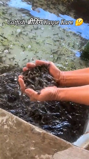 Unity_Indian_Fish_Farming on Instagram: "CATFISH ब्रीडिंग KAYSE KIYA 🤔 FISH SEED SUPPLIER 🐟 UNITY INDIAN FISH FARMING 🐟 FISH FARMING 🐟 FISH FARMING CONSULTANCY 💼 #how_to_start_a_fish_farming #fishing_farm #fishlove #fishfarming #aquaculture #biofloc_tank_setup #carpfishing #foryou #fishfarmersofindia #viralreels #view #viralreels #instareels #shorts #Unity_Indian_Fish_Farming #business #trending #itendswithus #trend #travel #trendingreels #model #fishing #poultry #pondfishing #insyagood #ph
