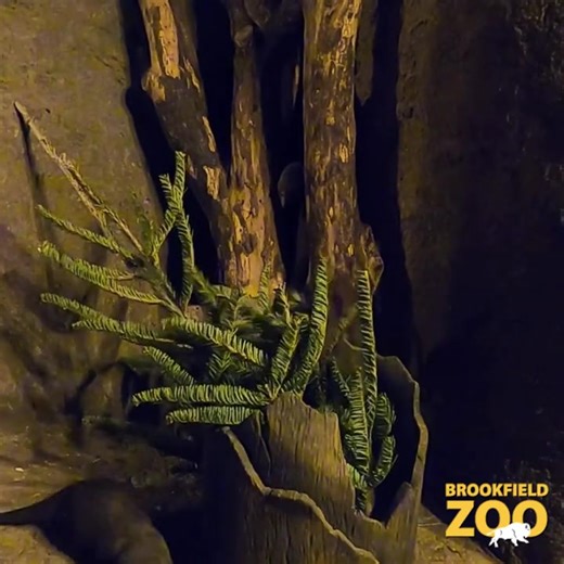 14K views · 580 reactions | Our group of dwarf mongooses enjoyed a fun tree-t at Habitat Africa: The Savannah.  Our animal care teams added a recycled tree for the group of mongooses to explore. Check out how our curious group investigates the new addition to their habitat! #DwarfMongoose #Mongoose #Enrichment | Brookfield Zoo Chicago | Facebook