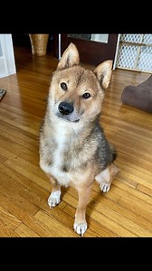 My name is Dubi - a 2 yo male Shiba looking for my forever home! Visit www.savingshibas.com/adopt. | Shiba Inu Rescue Association (SIRA)