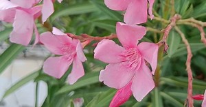 Rise in oleander poisoning cases in Kerala; Cow and calf die after ingestion | DoolNews