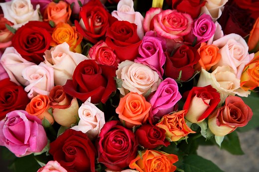 Find Out the Meanings Behind the Most Popular Rose Colors Before You Buy