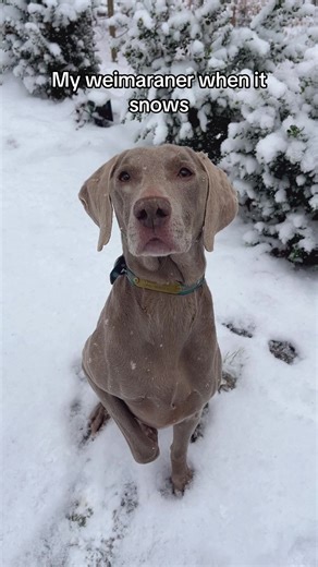Weimaraner Playing in the Snow: Adorable Puppy Fun