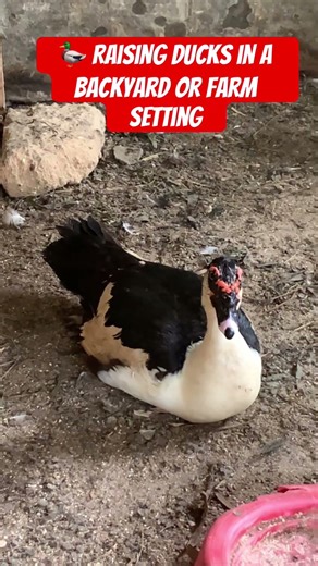 🦆 Raising ducks in a backyard or farm setting#shorts #viralshorts #duck #duckcare #duckraising