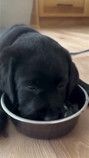 commenta con ❤️ se ami il tuo cane #perte #cani #amore