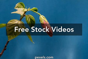 Flowers Blooming Videos, Download The BEST Free 4k Stock Video Footage & Flowers Blooming HD Video Clips