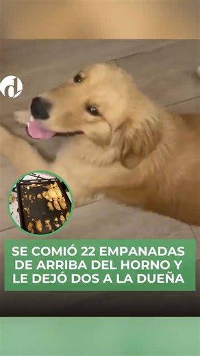 ¿Buen chico o mal chico? Este perro dejó sin palabras a su dueña... por unas empanadas