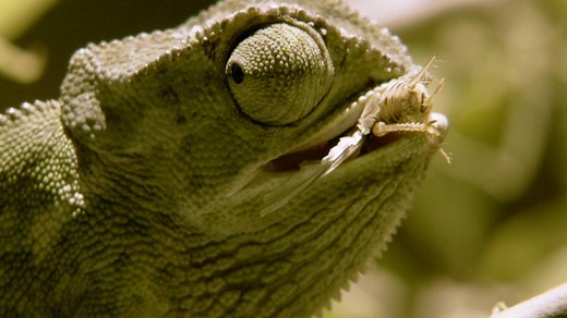 With the help of 360-degree vision and a suction cupped tongue, a chameleon's prey doesn't stand a chance. | National Geographic