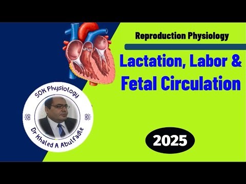 Lactation, Labor (Parturition) & Fetal Circulation Physiology (10-2025) by Dr Khaled A Abulfadle