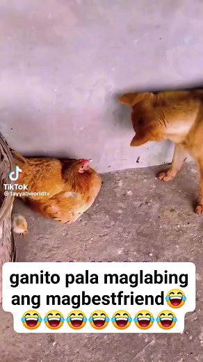 14K views · 66 reactions | #Shortfunnyvideos #followeveryone #CountMeIn #letsgo @highlight | Mark Lester Leonida | Facebook