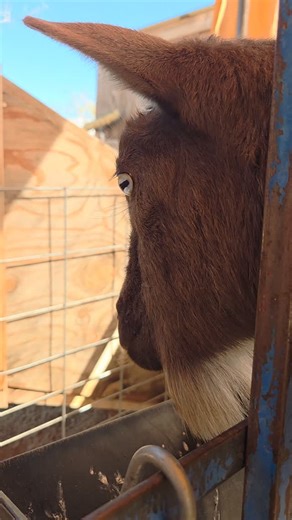 When A Goat Says The F-Word #words #goat | Blue Cactus Dairy Goats