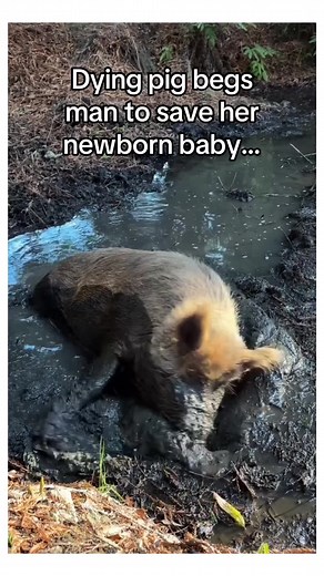 Heartwarming Tale of a Man and a Baby Pig's Bond