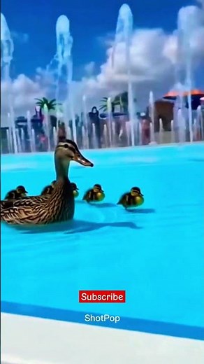 Mother Duck Leads Ducklings in Water Park #Duck #Ducklings #CuteAnimals #ViralVideo