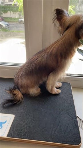 Yorkshire Terrier Grooming ✂️ Natural Look with Stylish Beard