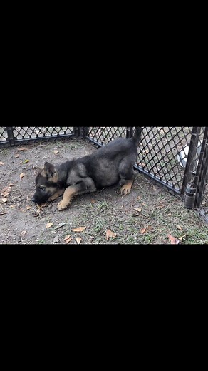 Sable German Shepherd puppy #darksablegermanshepherd #germanshepherdpuppy | German Shepherd Puppies NC | Facebook