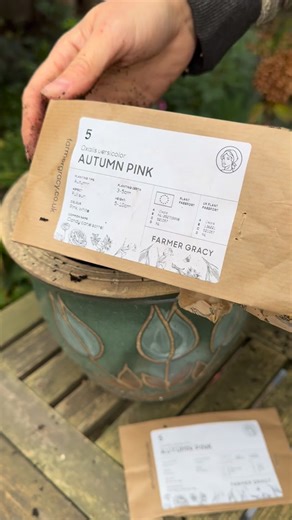 Delicate planting! Oxalis versicolor, ‘Autumn Pink’ and ‘Golden Cape’ are beautiful little winter flowering bulbs, they start to grow during autumn. This means that the bulbs usually have shoots already at this time of year and you’ll see quite rapid growth after planting. After around a week, the shoots will have grown and developed their colour, in another week or so the leaves will start to emerge. Between around December-February, they’ll produce beautiful little flowers which open and close