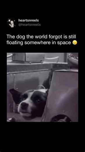 Laika: The Dog Who Orbited Earth 🌍🐕