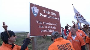 'Elk prison': Protesters demand protection for tule elk at Point Reyes National Seashore