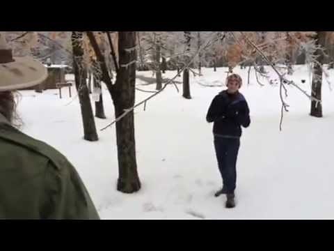 Raw video: How to Identify a Sugar Maple Tree