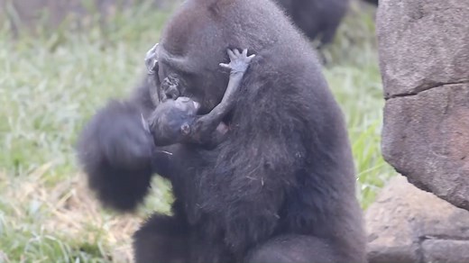 Tragic: Staff at the Audubon Nature Institute in New Orleans are mourning the death of a 6-day-old "critically endangered" western lowland gorilla. The baby died Thursday after the facility marked the first gorilla birth in 24 years. Credit: Audubon Nature Institute via Storyful | FOX6 News Milwaukee