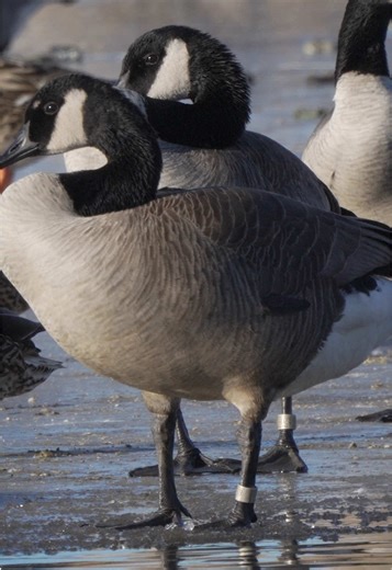 When the ice is in the goose bands start popping out left and right and makes my job a bit easier. Watch the entire video and you might catch a glimpse of another heavy leg or two !! - - - #waterfowlhunting #goosehunting #wildfowl #canadagoose #waterfowl @AF Waterfowl @Presley’s Outdoors🦌🦆 @EZ DEKES INC. @Delta Waterfowl @Banded Hunting Gear @Ira's Salsa @Ducks Unlimited