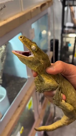 Never keep lizard as pet😱||#shorts #shortsvideo #shorts #shortsfeed #viral #viralvideo #facts