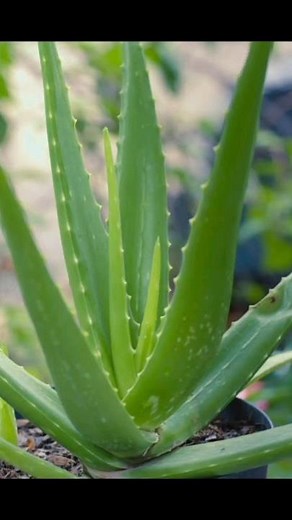 Repotting Aloe Vera: Refresh Your Plant in Minutes! 🌿 #shorts #aloevera #plants