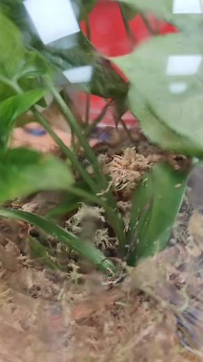 Did you know that Moss  is one of the oldest plants on Earth and can grow without soil, just from the air and rain? A small world of magic hiding right under our feet.  Click https://www.myfirstplantbook.com/post/ to discover more about the natural world around us and how you can begin the adventure of a lifetime with your kid! #adventure #family #quests #plantbook #myfirstplantbook #kids #book #plants #challenges | My First Plant Book | Facebook