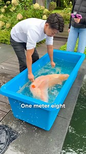 From 69cm — to 108 cm Jumbo Japanese Koi 🇯🇵❤️ #koi #koifish #japanesekoi #konishi #pondlife #fish | Yvo - The Koi Partner