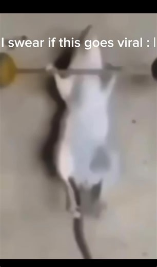 Mickey Mouse lifting weights